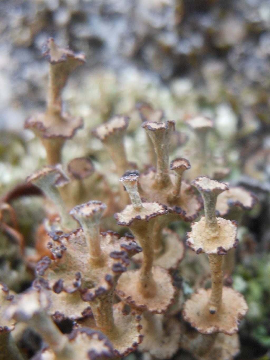 Cladonia sp. dalla Gallura 2